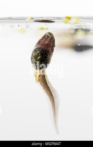 Aberystwyth, Ceredigion, Wales, UK. 28. April 2018. Kaulquappen ate beginnen, ihre neu gegründete Hinterbeine, um zu zeigen, wie das Wetter in Mid Wales wärmt. (C) Phil Jones/Alamy leben Nachrichten Stockfoto