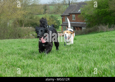 Derby, Großbritannien Februar 2018 eine Arbeitsgruppe Cocker Spaniel Welpen laufen und spielen in einem Feld an einem kalten Wintertag im Derby shire Landschaft Stockfoto