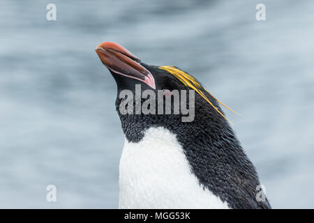 Macaroni penguin Eudyptes chrysolophus Nahaufnahme von einzelnen Erwachsenen in der Kolonie, Fort Point, Antarktis Stockfoto