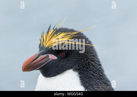 Macaroni penguin Eudyptes chrysolophus Nahaufnahme von einzelnen Erwachsenen in der Kolonie, Fort Point, Antarktis Stockfoto