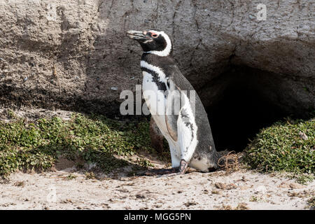 Spheniscus magellanicus Magellanic penguin einzelne Erwachsene stehen in der Nähe der Eingang zum Nest Burrow, Saunders Island, Falkland Inseln Stockfoto