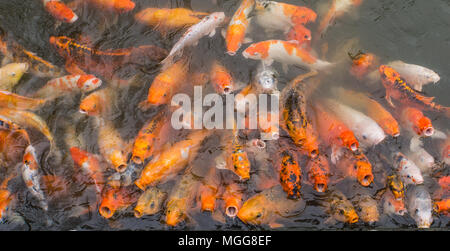 Reizende junge Vietnamesin im Ao Dai, die traditionelle Kleidung Stockfoto