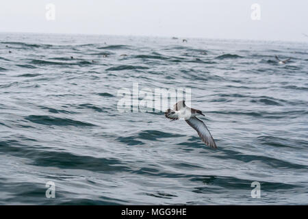 Manx Shearwater - Pembrokeshire Wales UK Stockfoto