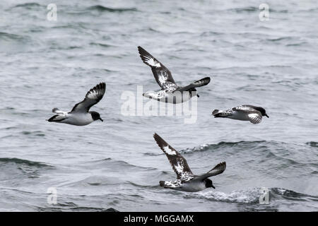 Kap petrel oder Pintado petrel Daption capense Flying overt Südlichen Ozean, Antarktis Stockfoto