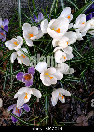 Violett und Weiß blühende Krokusse im Frühling Stockfoto