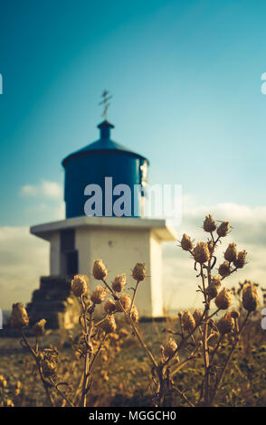 Bild mit Soft Focus von getrockneten Blumen auf kleine Blaue Kapelle Hintergrund im Sommer Abend. Getönten Bild. Stockfoto