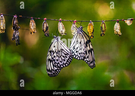 Eine Zeichenkette von Papier Kite Schmetterlinge, Idea leuconoe, aus Ihren chrysalises. Zwei sind voll entwickelt und auf den Kopf aufblasen Ihre Flügel hängen an Stockfoto