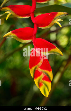 Nahaufnahme eines Red Lobster Claw Pflanze, Heliconia Rostrata, blütenstand oder Blume. Stockfoto