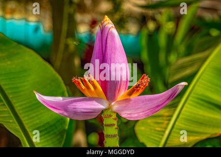 Lila hüllblätter einer Banane Blume, Musa, öffnen Sie golden orange Blütenblätter zu offenbaren. Puerto Princesa, Palawan, Philippinen. Stockfoto