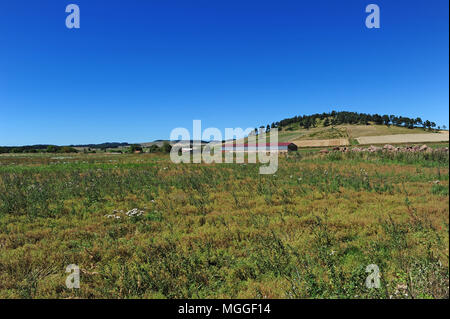 Ein Feld von Le Puy grüne Linsen in der Nähe des Dorfes Landos, in der Region von Le Puy, Haute-Loire, Frankreich Stockfoto