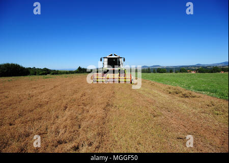 Ein Feld von Le Puy Linsen in der Nähe des Dorfes Saint-Paul-de-Tartas in der französischen Region von Le Puy wird mit einem Mähdrescher geerntet Stockfoto