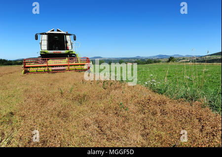 Ein Feld von Le Puy Linsen in der Nähe des Dorfes Saint-Paul-de-Tartas in der französischen Region von Le Puy wird mit einem Mähdrescher geerntet Stockfoto