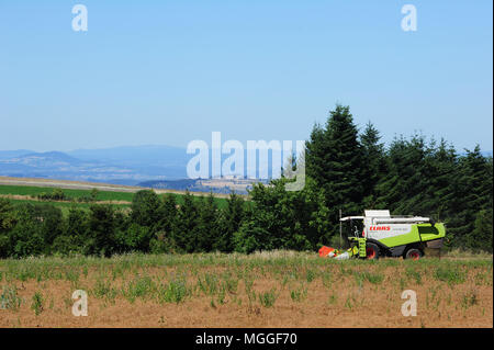 Ein Feld von Le Puy Linsen in der Nähe des Dorfes Saint-Paul-de-Tartas in der französischen Region von Le Puy wird mit einem Mähdrescher geerntet Stockfoto