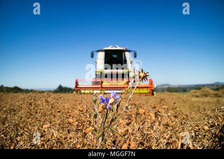 Ein Feld von Le Puy Linsen in der Nähe des Dorfes Saint-Paul-de-Tartas in der französischen Region von Le Puy wird mit einem Mähdrescher geerntet Stockfoto