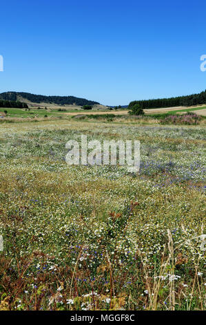 Frankreich, Haute-Loire - eine bald-zu-sein-geerntet Linse Feld in der französischen Region von Le Puy. Stockfoto