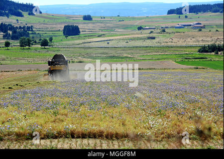 Haute-Loire, Frankreich - ein Feld von Le Puy grüne Linsen in der französischen Region von Le Puy wird mit Hilfe von einem Mähdrescher geerntet. Stockfoto