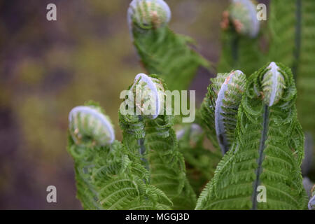 Nahaufnahme eines Ostrich fern Stockfoto