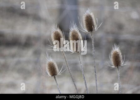 Gemeinsame Karde (dipsacus) in ihrem Winter Zustand, dieback angezeigte Tot konische Blütenköpfe und ausgetrockneten Stengeln, entlang einer Straße graben in SE Ontario Stockfoto