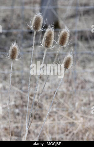 Gemeinsame Karde (dipsacus) in ihrem Winter Zustand, dieback angezeigte Tot konische Blütenköpfe und ausgetrockneten Stengeln, entlang einer Straße graben in SE Ontario Stockfoto