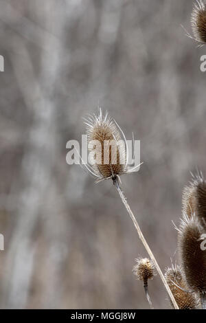 Gemeinsame Karde (dipsacus) in ihrem Winter Zustand, dieback angezeigte Tot konische Blütenköpfe und ausgetrockneten Stengeln, entlang einer Straße graben in SE Ontario Stockfoto