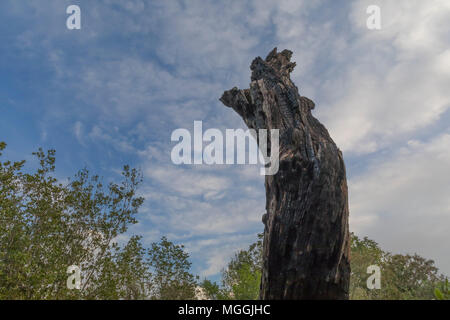 Die verbrannten Überreste eines großen Baum nach einem Waldbrand Stockfoto