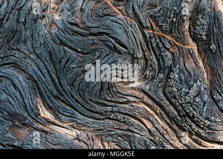 Eine Nahaufnahme Foto der verbrannte Rinde von einer Kiefer, zeigt die Wirkung des Feuers auf Holz Stockfoto