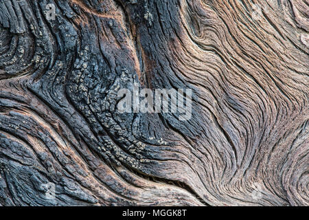 Eine Nahaufnahme Foto von der Rinde eines Burnt Pine Tree, zeigt die Wirkung des Feuers auf Holz Stockfoto