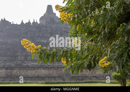 Mimosa Tree und Borobudur buddhistischen Tempel, Java, Indonesien Stockfoto