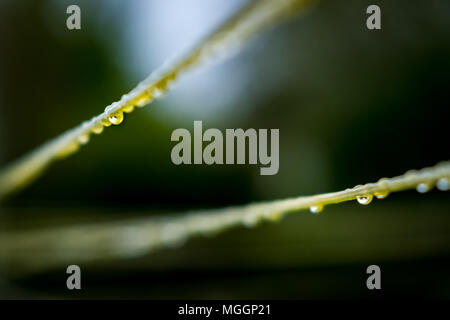 Close-up, flacher Fokus der Wassertropfen auf einem Kunststoff Kleidung Linie gesehen. Nach ein heftiger Platzregen während am späten Nachmittag im Frühling. Stockfoto