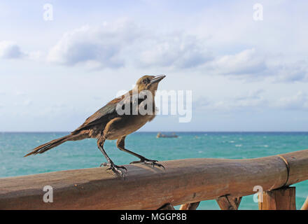 Vogel am Strand Stockfoto