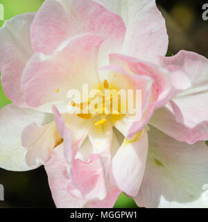Eine Makroaufnahme eines hübschen rosa Tulpe angelique blühen. Stockfoto