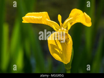 Eine Makroaufnahme einer gelben Flagge iris blüht. Stockfoto