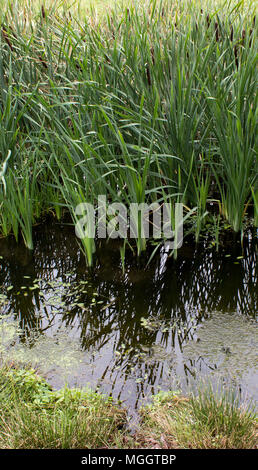 Typha im Sumpf. Es ist ein Spiegelbild im Wasser und es gibt einen Wasserlinsen. Stockfoto