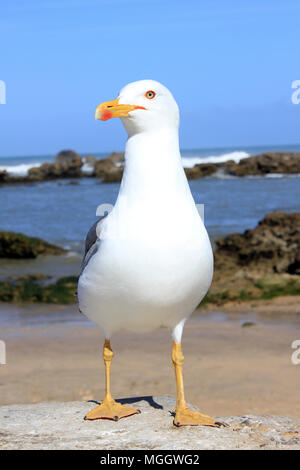 Gelbe Legged Gull Larus michahellis - Sommer nach Stockfoto