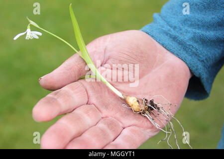 Galanthus nivalis. Hand der männlichen Gärtner holding Schneeglöckchen 'im Grünen' vor dem Einpflanzen, Großbritannien Stockfoto