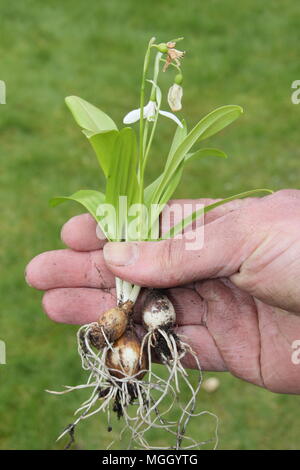 Galanthus nivalis. Hand der männlichen Gärtner holding Schneeglöckchen 'im Grünen' vor dem Einpflanzen, Großbritannien Stockfoto