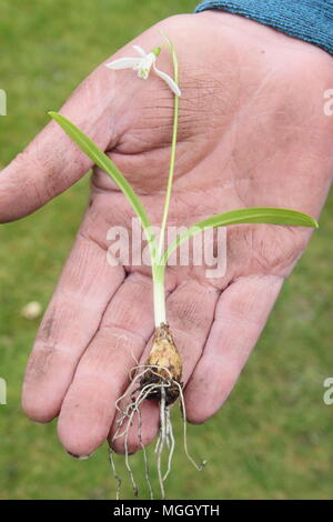 Galanthus nivalis. Hand der männlichen Gärtner holding Schneeglöckchen 'im Grünen' vor dem Einpflanzen, Großbritannien Stockfoto