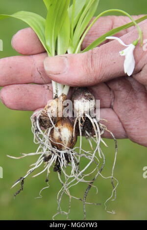 Galanthus nivalis. Hand der männlichen Gärtner holding Schneeglöckchen 'im Grünen' vor dem Einpflanzen, Großbritannien Stockfoto