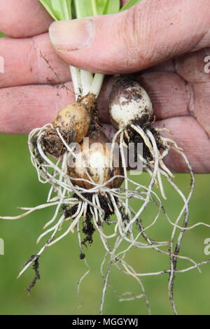 Galanthus nivalis. Hand der männlichen Gärtner holding Schneeglöckchen 'im Grünen' vor dem Einpflanzen, Großbritannien Stockfoto