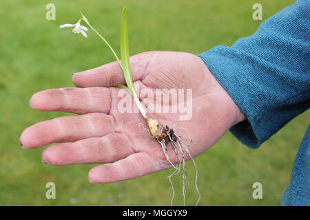 Galanthus nivalis. Hand der männlichen Gärtner holding Schneeglöckchen 'im Grünen' vor dem Einpflanzen, Großbritannien Stockfoto