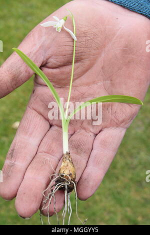 Galanthus nivalis. Hand der männlichen Gärtner holding Schneeglöckchen 'im Grünen' vor dem Einpflanzen, Großbritannien Stockfoto