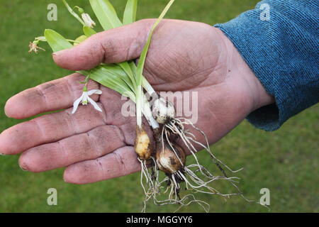 Galanthus nivalis. Hand der männlichen Gärtner holding Schneeglöckchen 'im Grünen' vor dem Einpflanzen, Großbritannien Stockfoto