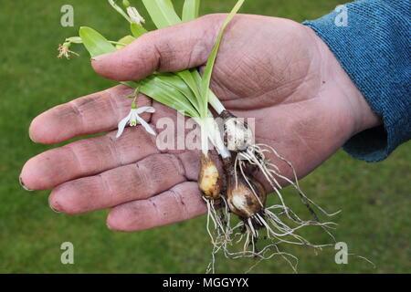 Galanthus nivalis. Hand der männlichen Gärtner holding Schneeglöckchen 'im Grünen' vor dem Einpflanzen, Großbritannien Stockfoto