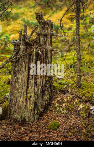 Verwitterter Baumstumpf im Bergwald Stockfoto