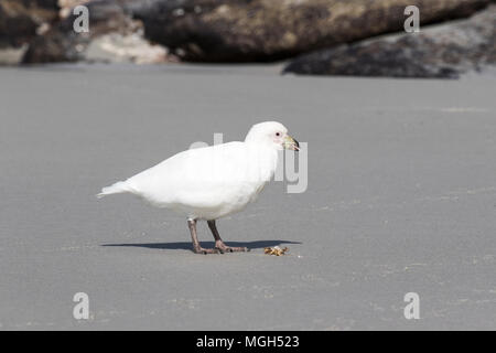 Snowy sheathbill Chionis Albus nach zu Fuß am Sandstrand. Saunders Island, Falkland Inseln Stockfoto