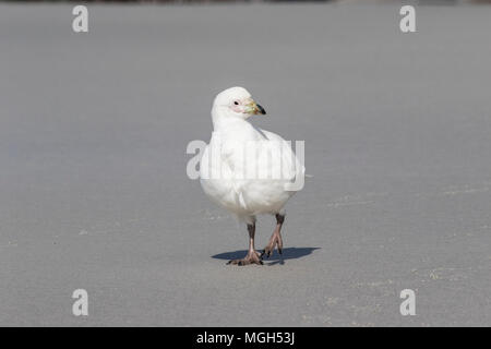 Snowy sheathbill Chionis Albus nach zu Fuß am Sandstrand. Saunders Island, Falkland Inseln Stockfoto