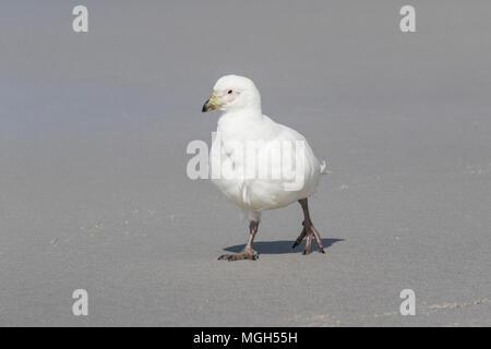 Snowy sheathbill Chionis Albus nach zu Fuß am Sandstrand. Saunders Island, Falkland Inseln Stockfoto