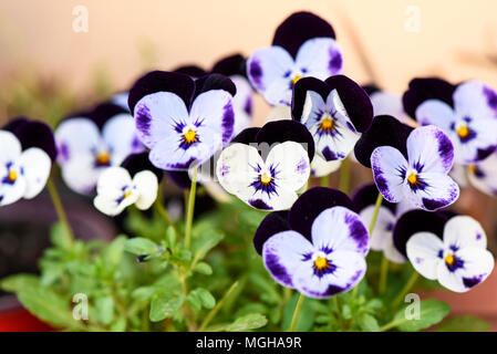 Stiefmütterchen (Viola tricolor) Blume im Garten wächst Stockfoto