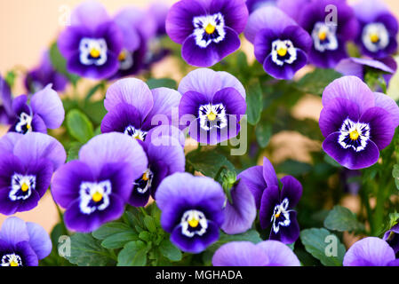 Stiefmütterchen (Viola tricolor) Blume im Garten wächst Stockfoto