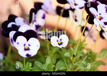 Stiefmütterchen (Viola tricolor) Blume im Garten wächst Stockfoto